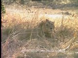 Asiatic Lion in Gir forest of Gujarat