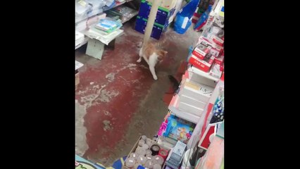 Cute Is Not Enough  Funny Cats and Dogs Videos Compilation 2018 #8