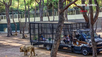 Antalya'da telli kamyonetle aslan safarisi! Hayvanseverler tepki gösterdi