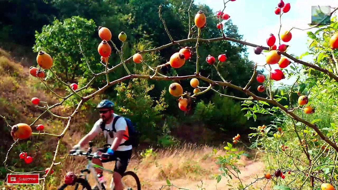 WHEELS IN THE FOREST - SOLO  DAY MOUNTAIN BIKE TRIP - ORMANDAKİ LASTİKLER - TEK BAŞINA GÜNLÜK DAĞ BİSİKLETİ GEZİSİ