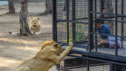 Telli kamyonetle aslan safarisi, hayvanseverleri isyan ettirdi! 20 dakikalık tur için 100 lira ödüyorlar