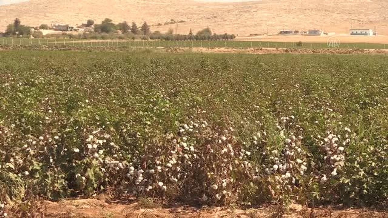 ŞANLIURFA - Şanlıurfa'da "beyaz altın" hasadı başladı