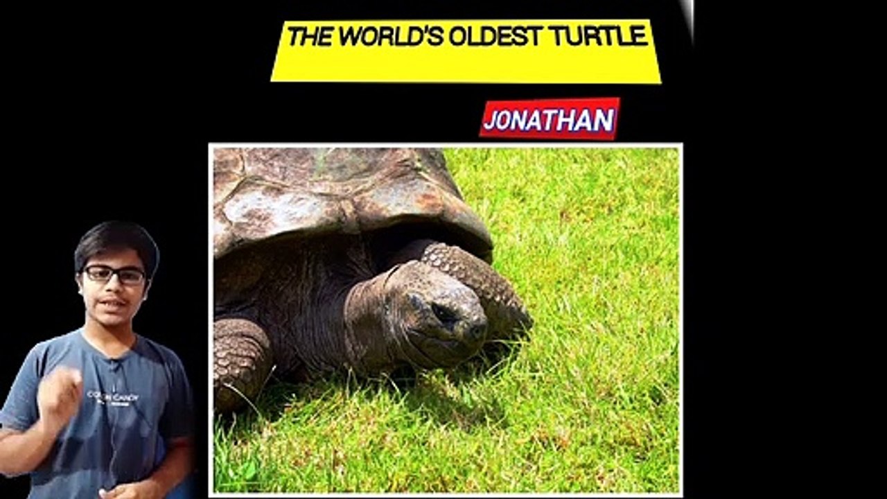 WORLD'S OLDEST TURTLE |JONATHAN