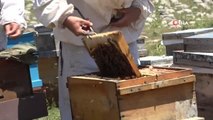 Eşek arıları, Kozan'da arıcıların ve vatandaşların kabusu oldu