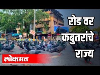 Download Video: रोडवर कबुतरांचे राज्य | Corona Virus In Maharashtra | Lockdown | MaharashtraNews