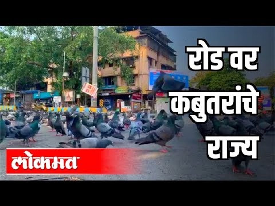 रोडवर कबुतरांचे राज्य | Corona Virus In Maharashtra | Lockdown | MaharashtraNews