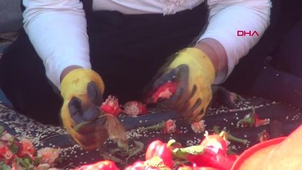 ŞANLIURFA'DA İSOT, 10 BİN KİŞİYE GEÇİM KAYNAĞI OLDU