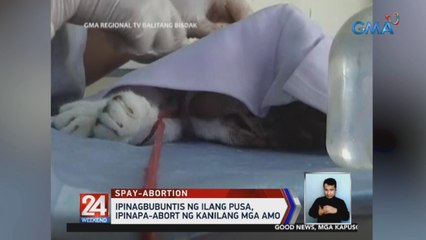 Ipinagbubuntis ng ilang pusa, ipinapa-abort ng kanilang mga amo | 24 Oras Weekend