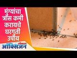मुंग्यांचा त्रास कमी करायचे घरगुती उपाय | Get rid of ants | Lokmat Oxygen