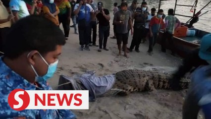 Crocodile believed to ‘travel interstate’ gets caught in a fishnet