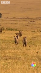 SerengetiII narrated by lupitanyongo  is streaming