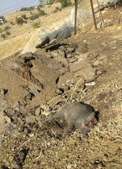 Son dakika! DOMUZ SÜRÜSÜ KAMERADA