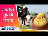 गावरान तुपाचे फायदे | Benifits of Ghee | Health Mantra