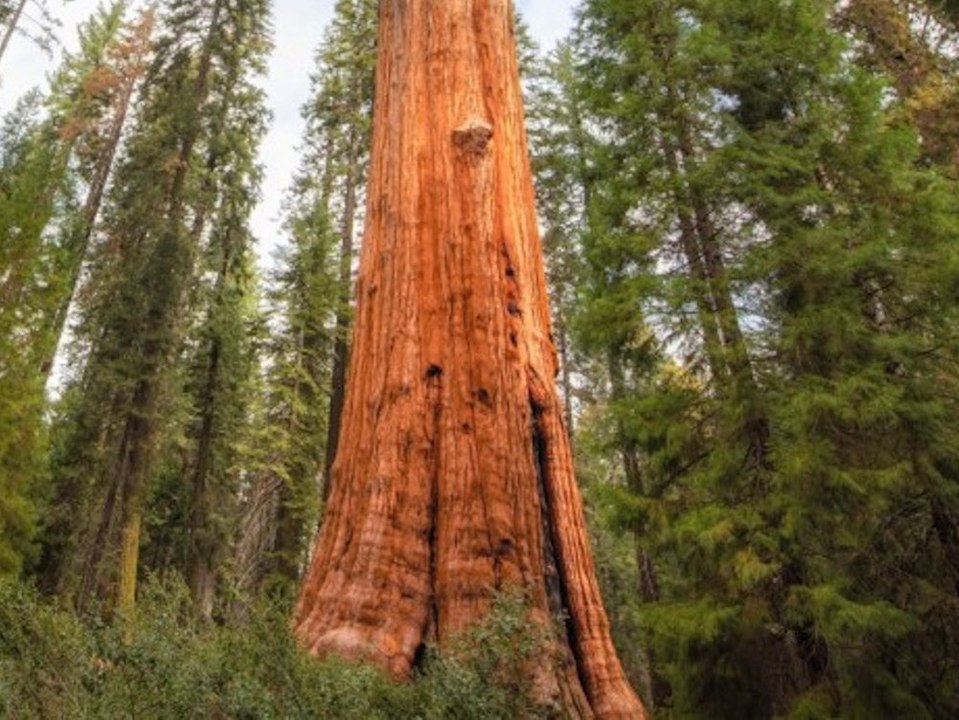 General Sherman: Rettungsaktion für größten Baum der Welt