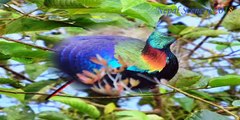 Beautiful Birds Found In Nepal _ Birds Of Nepal _