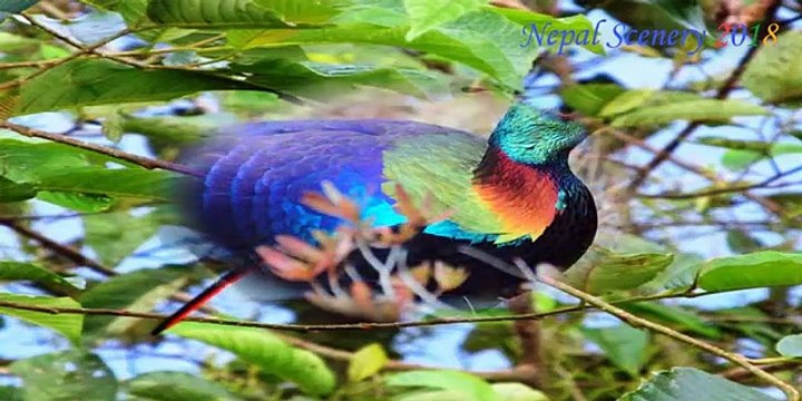 Beautiful Birds Found In Nepal _ Birds Of Nepal _