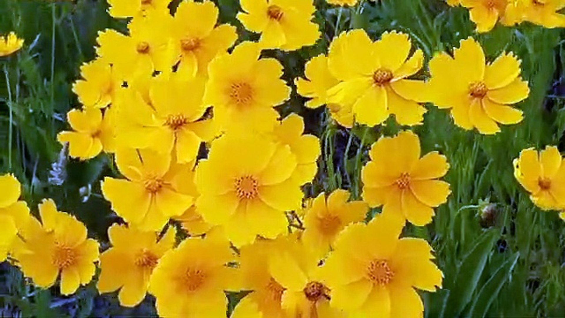 ⁣Relaxing Piano Music • Sleep. Music. Water Sounds, Relaxing Music, {Meditation Music}nature video