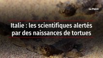 Italie : les scientifiques alertés par des naissances de tortues