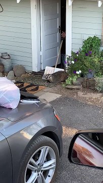 Removing a Badger from the Woodshed Using a Shovel