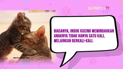 Alasan Induk Kucing Memindah-mindahkan Anaknya