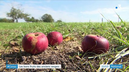 Alsace : une entreprise donne une seconde vie aux fruits abandonnés dans les vergers