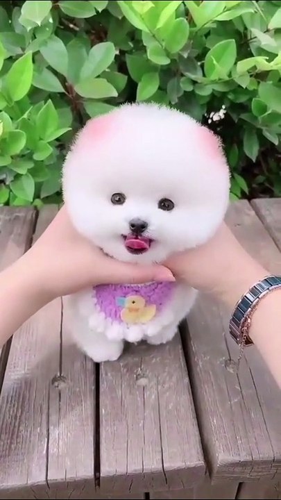 CUTE POMERIRAN