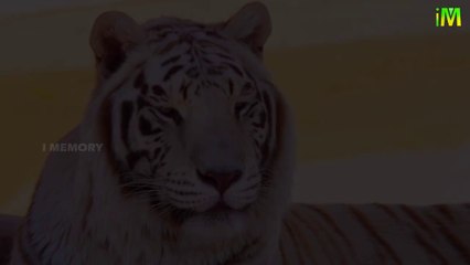 Best Unknown Facts I Know More About Tigers I Tigers I I Memory
