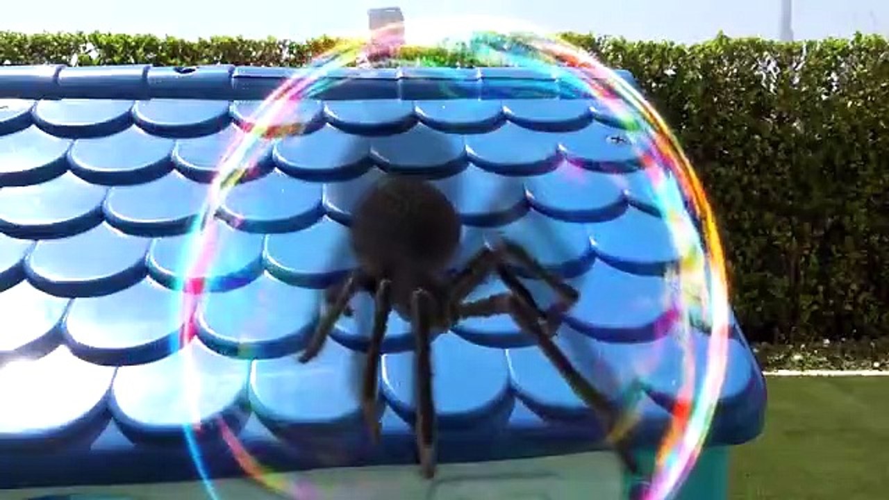 videoplayback