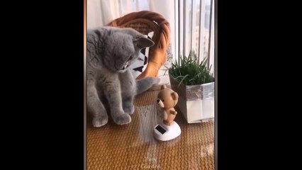 Best Funny Pet Videos - Dogs And Cats - Doing Cute Things