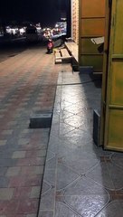 friendly cat, lovely pet