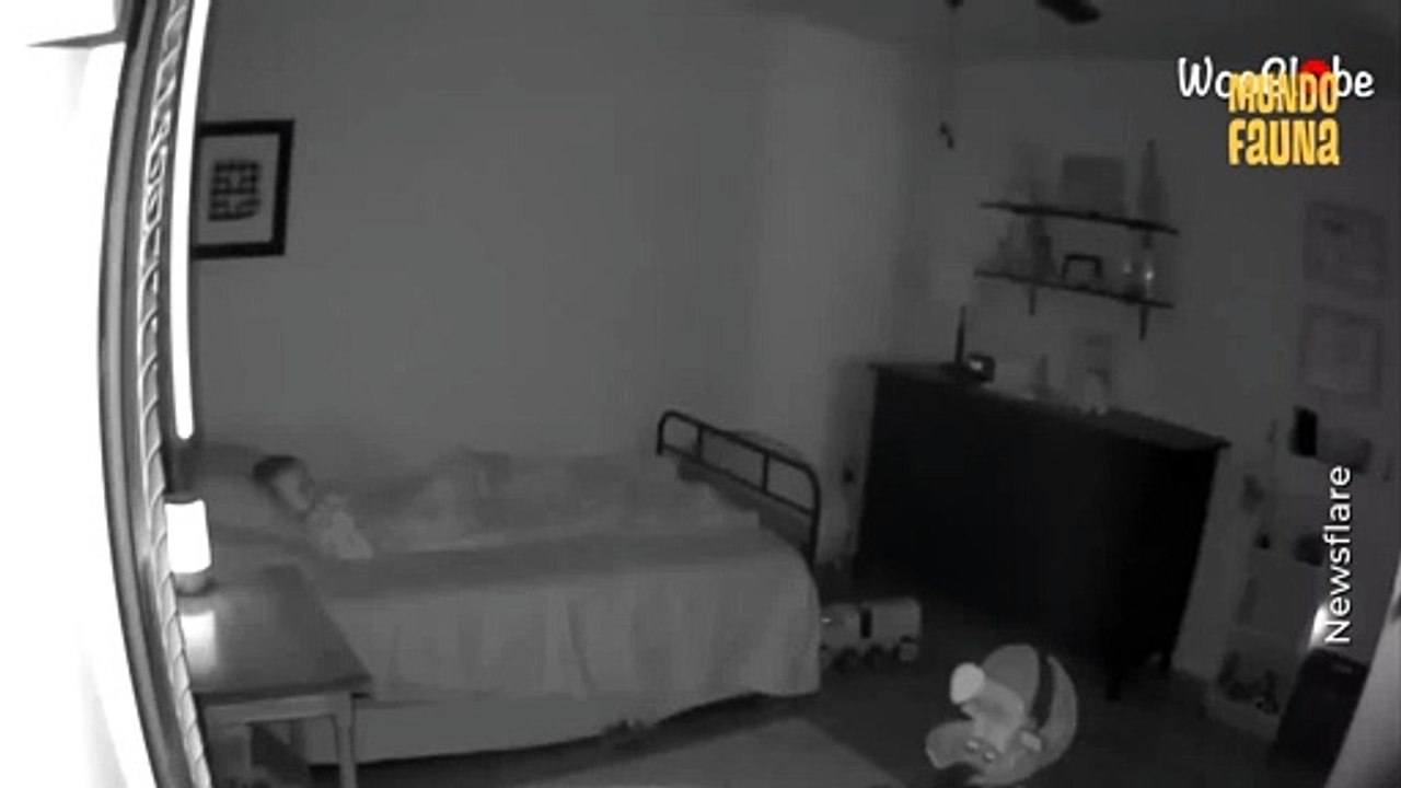 La mejor 'niñera': un perrito cuida a unos niños en las noches y se asegura que estén sanos y salvos