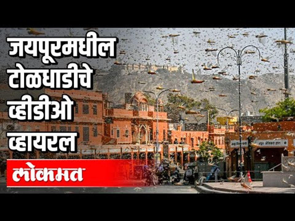 जयपूरमधील टोळधाडीचे व्हीडीओ व्हायरल | Locust Attack in Jaipur | India News