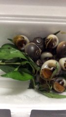 Ốc mỡ xào tỏi