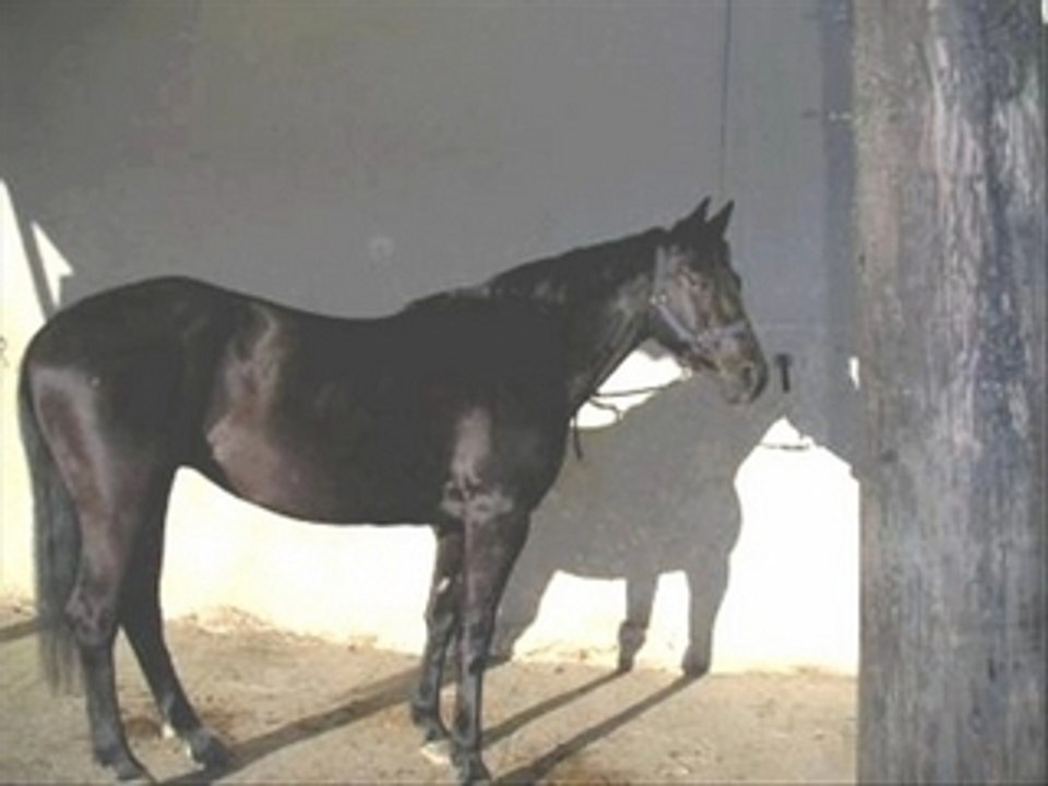 Noblesse&Ginger