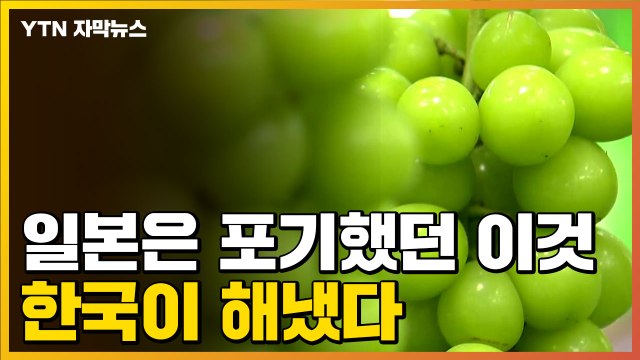 [자막뉴스] 일본은 포기했던 이것, 한국이 해냈다 / YTN