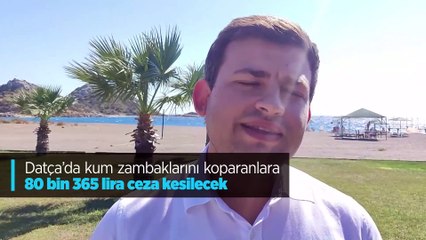 Datça'da kum zambaklarını koparanlara 80 bin 365 lira ceza kesilecek