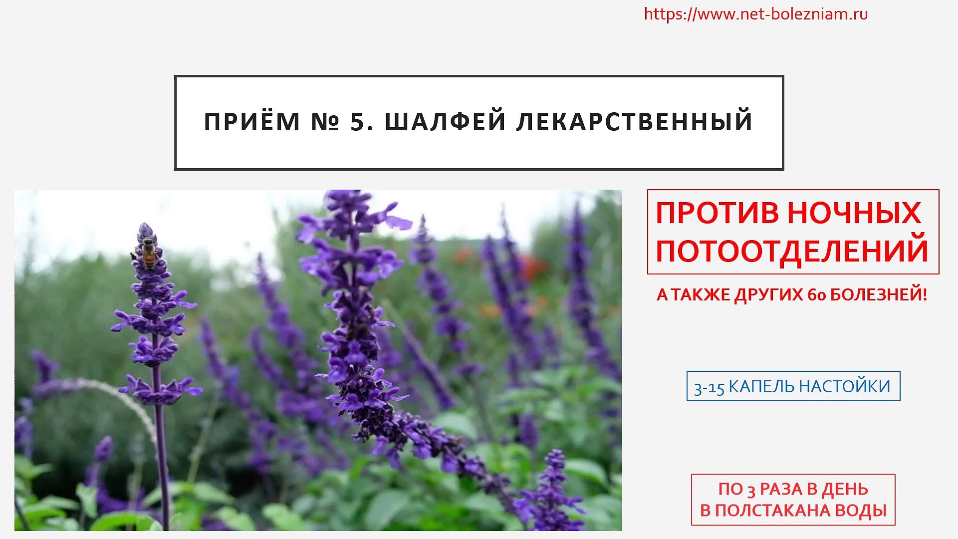 Шалфей таблетки для рассасывания от кашля. Тайские таблетки при климаксе. Шалфей для женщин в менопаузе. Шалфей лекарственный при климаксе. Шалфей травник.