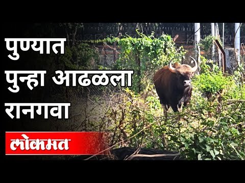 पुण्यात पुन्हा आढळला रानगवा | Bison in Pune | Pune News