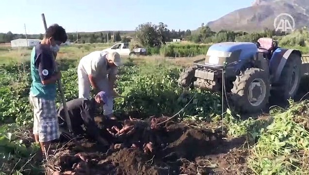 Hasadına başlanan mor patates verimi ve fiyatıyla üreticiyi sevindirdi