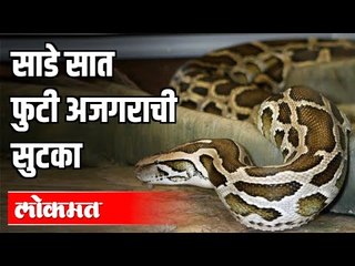 साडे सात फुटी अजगराची सुटका | Nashik News