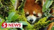 Sleepy lesser panda spotted in Yunnan, SW China