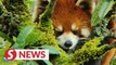 Sleepy lesser panda spotted in Yunnan, SW China