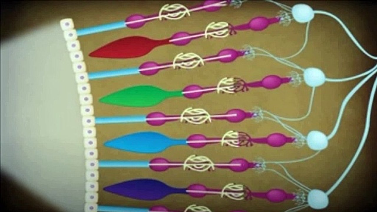 What are the differences between artificial neural networks and biological neural network?