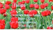 Amazing Tulips | Beautiful Tulip Plants