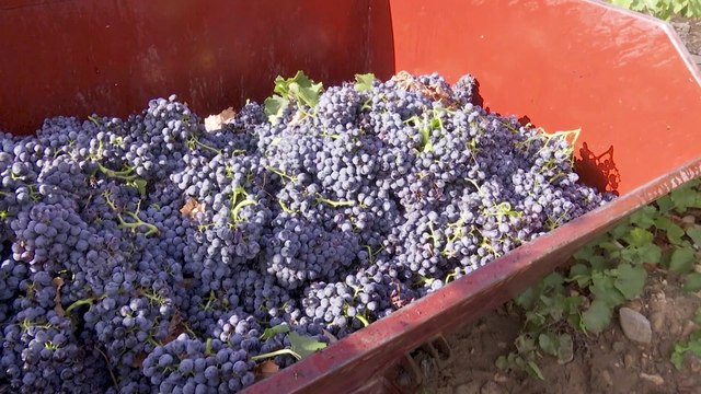 Avanza a buen ritmo la vendimia en Rioja con grandes expectativas