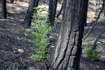 TÜRKİYE'NİN EN BÜYÜK YANGINI SONRASI DOĞA YENİDEN CANLANIYOR