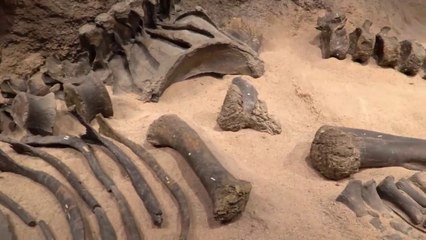 What Was the Earth Like after Dinosaurs