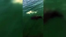 سمكة هامور عملاقة تلتهم قرش في لحظة مرعبة بالفيديو