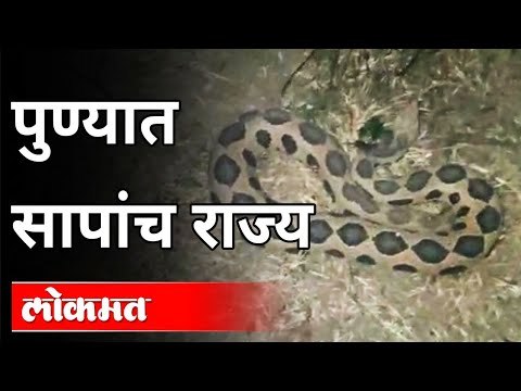 पुण्यात सापांचं राज्य | Kingdom of snakes in Pune | Pune News