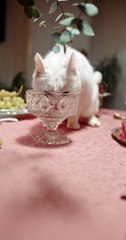 A Cat Licking The Crystal Glass On Top Of The Table